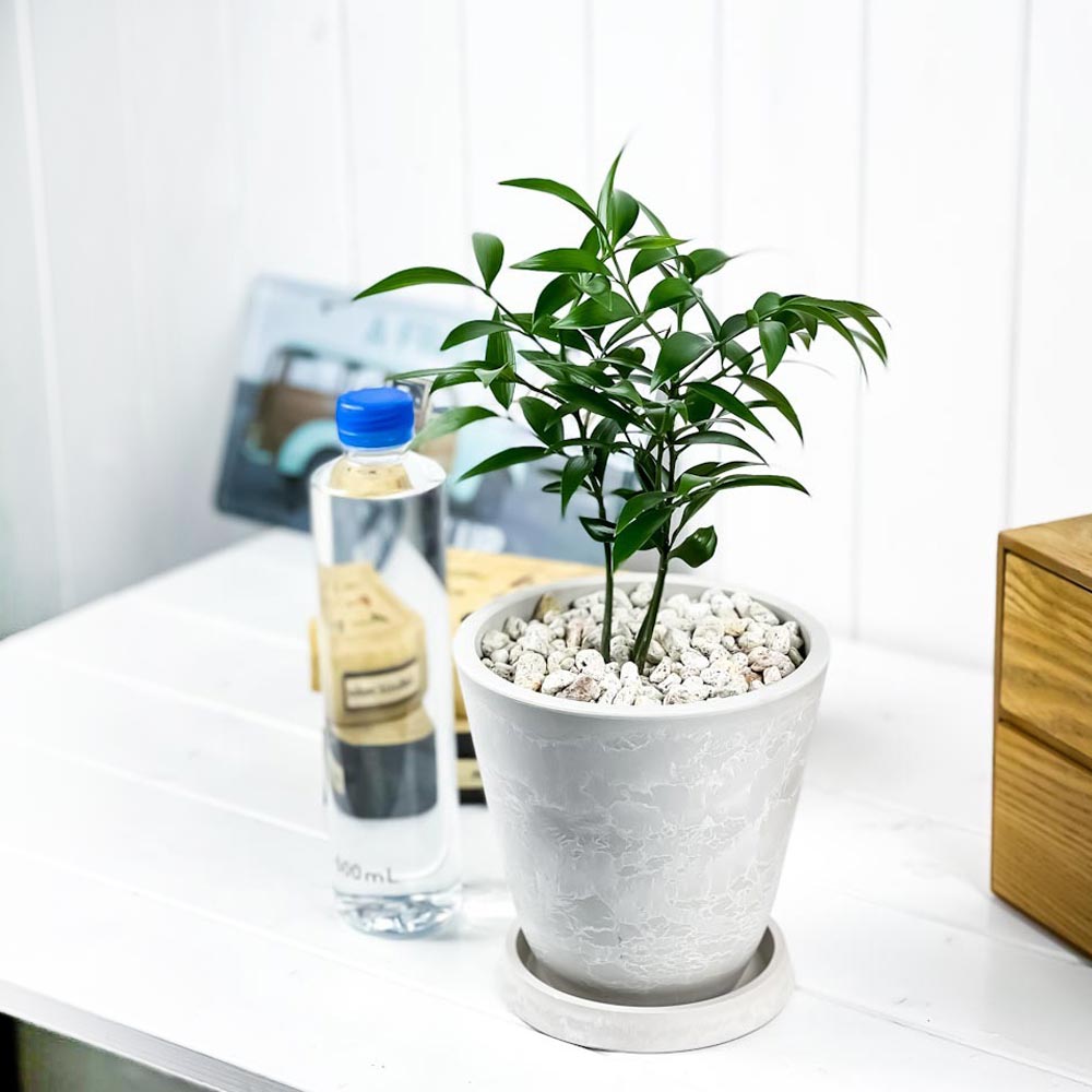 PLANCHU 観葉植物 ナギ 5号樹脂鉢 ホワイト サスティー付き 受け皿付き 育て方説明書付き Nageia nagi 梛 神の宿る木 幸せを呼ぶ木 縁結びの木 夫婦円満の木 ナギの木
