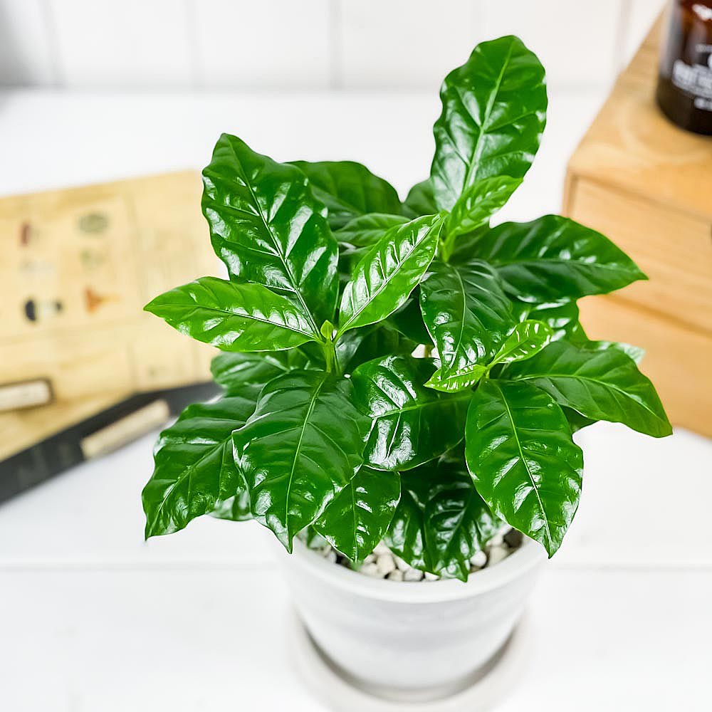 PLANCHU 観葉植物 コーヒーノキ アラビカ 5号樹脂鉢 ホワイト サスティー付き 受け皿付き 育て方説明書付き Coffea arabica コーヒーの木 珈琲の木 アラビカコーヒー