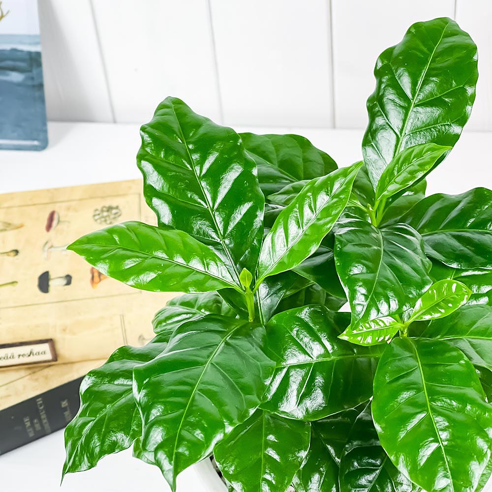 PLANCHU 観葉植物 コーヒーノキ アラビカ 5号樹脂鉢 ホワイト サスティー付き 受け皿付き 育て方説明書付き Coffea arabica コーヒーの木 珈琲の木 アラビカコーヒー