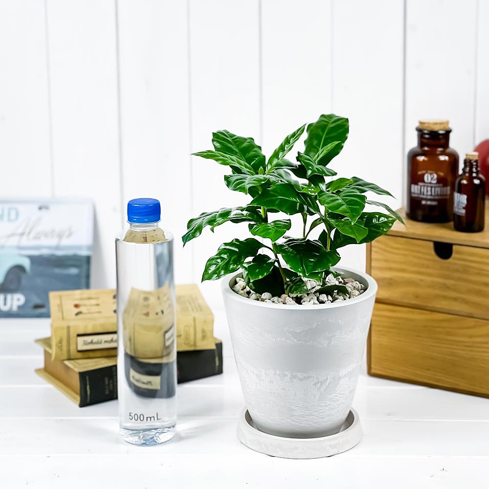PLANCHU 観葉植物 コーヒーノキ アラビカ 5号樹脂鉢 ホワイト サスティー付き 受け皿付き 育て方説明書付き Coffea arabica コーヒーの木 珈琲の木 アラビカコーヒー