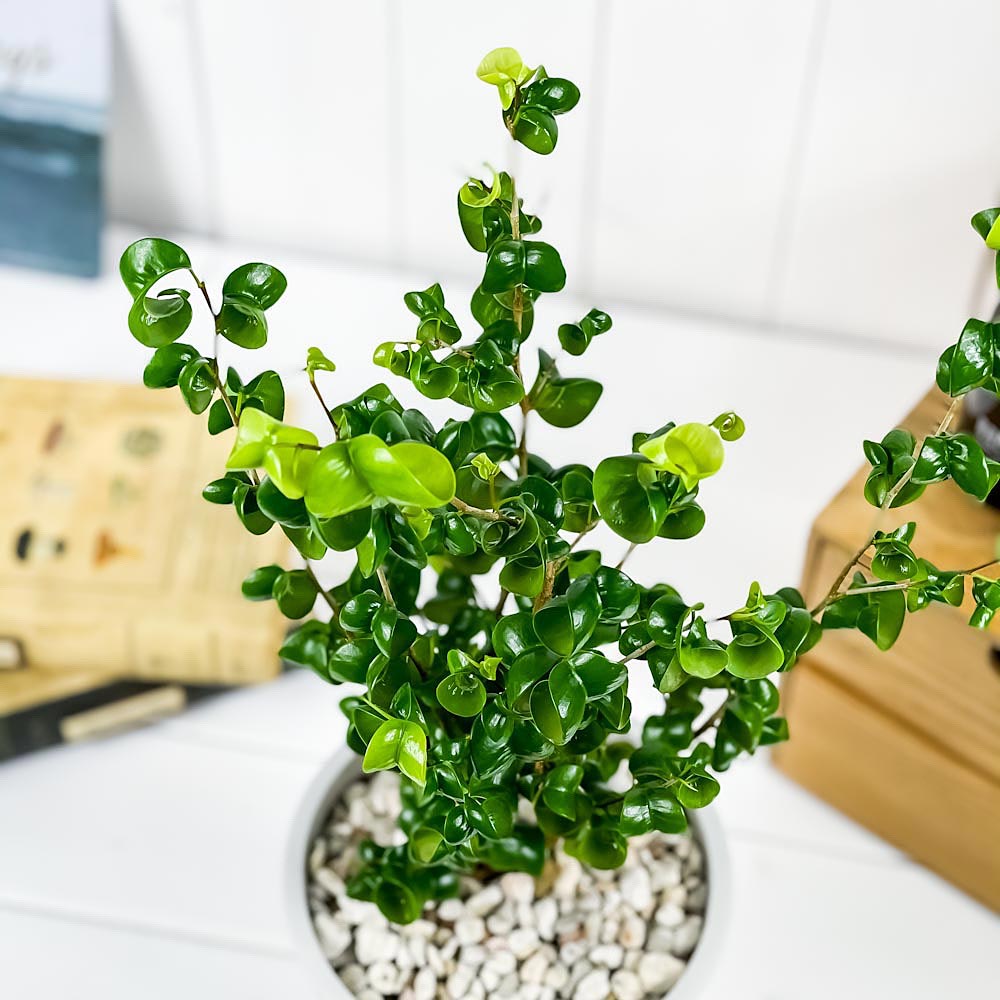 PLANCHU 観葉植物 フィカス ベンジャミン バロック 5号樹脂鉢 ホワイト サスティー付き 受け皿付き 育て方説明書付き Ficus benjamina ‘Barok’ 幸運を呼ぶ木