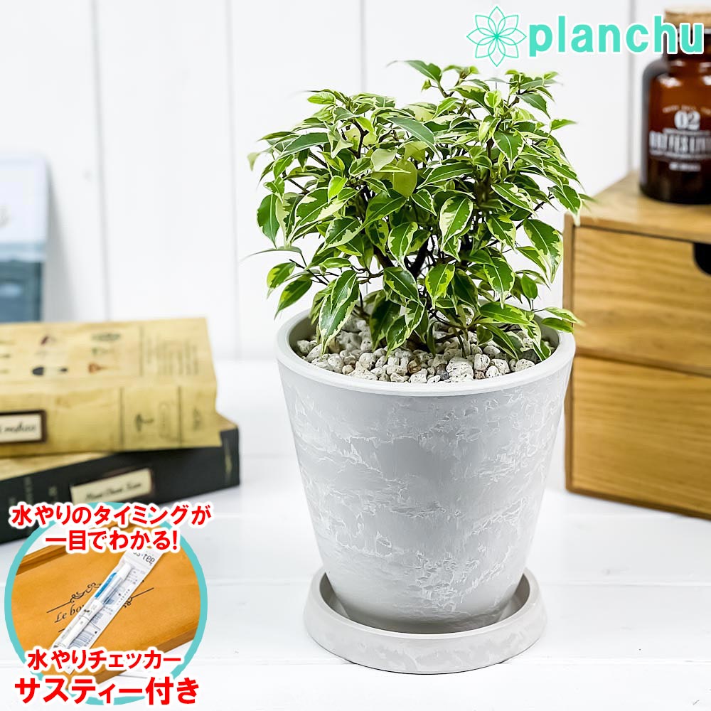 PLANCHU 観葉植物 フィカス ベンジャミン ラブリー 5号樹脂鉢 ホワイト サスティー付き 受け皿付き 育て方説明書付き Ficus benjamina ‘Lovely’ 幸運を呼ぶ木