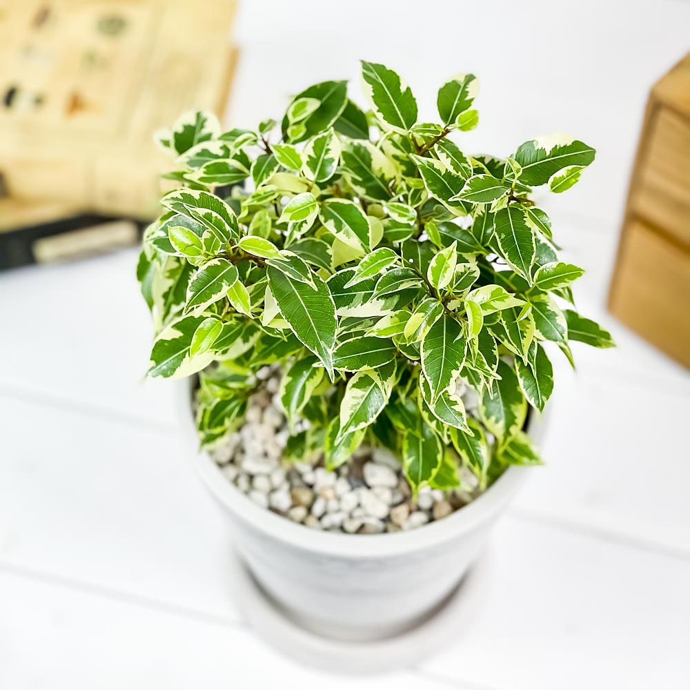 PLANCHU 観葉植物 フィカス ベンジャミン ラブリー 5号樹脂鉢 ホワイト サスティー付き 受け皿付き 育て方説明書付き Ficus benjamina ‘Lovely’ 幸運を呼ぶ木
