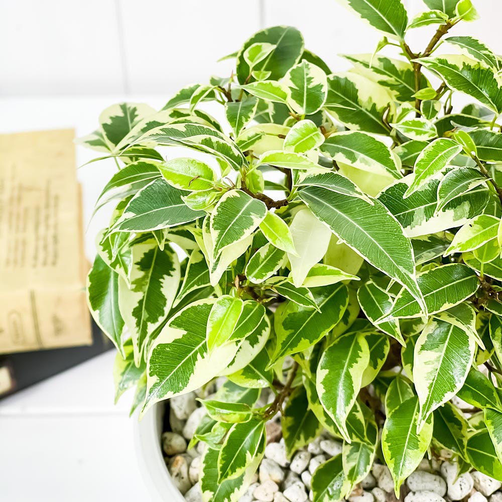 PLANCHU 観葉植物 フィカス ベンジャミン ラブリー 5号樹脂鉢 ホワイト サスティー付き 受け皿付き 育て方説明書付き Ficus benjamina ‘Lovely’ 幸運を呼ぶ木
