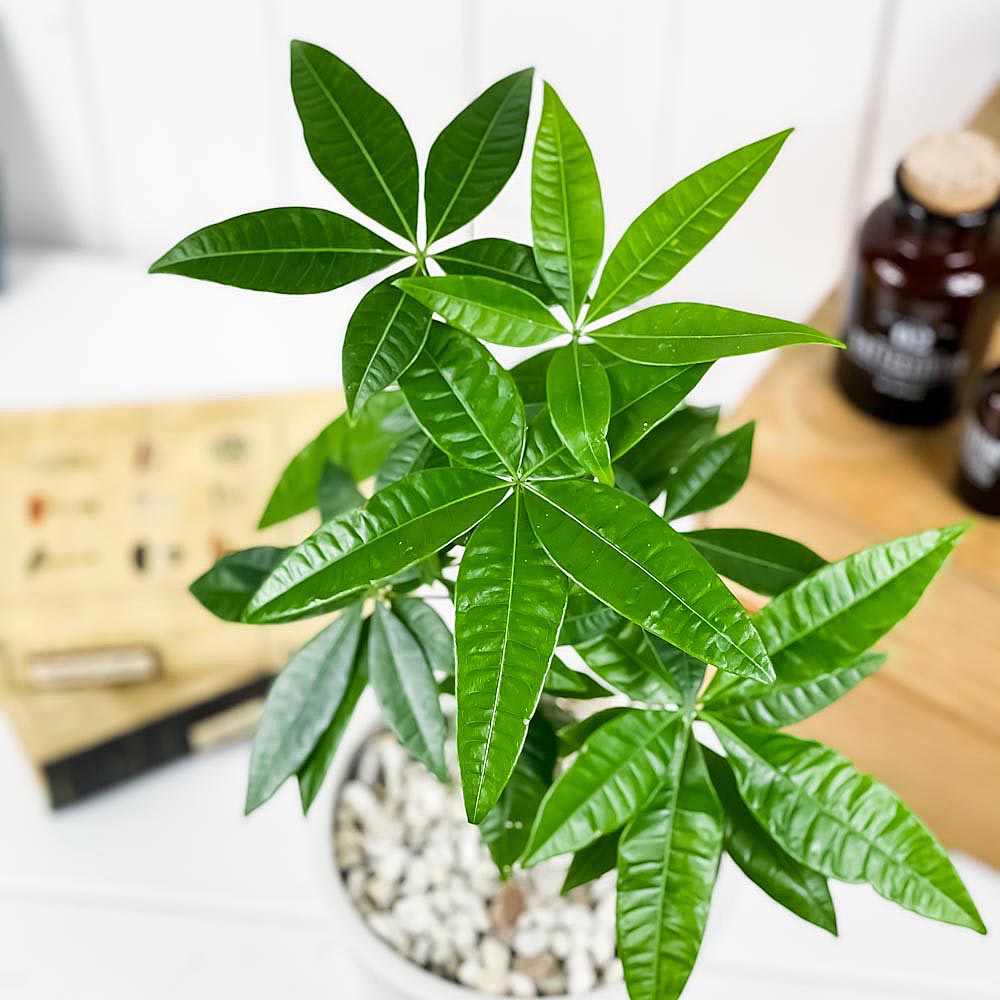 PLANCHU 観葉植物 パキラ ネジリ 5号樹脂鉢 ホワイト サスティー付き 受け皿付き 育て方説明書付き Pachira glabra 発財樹 実生