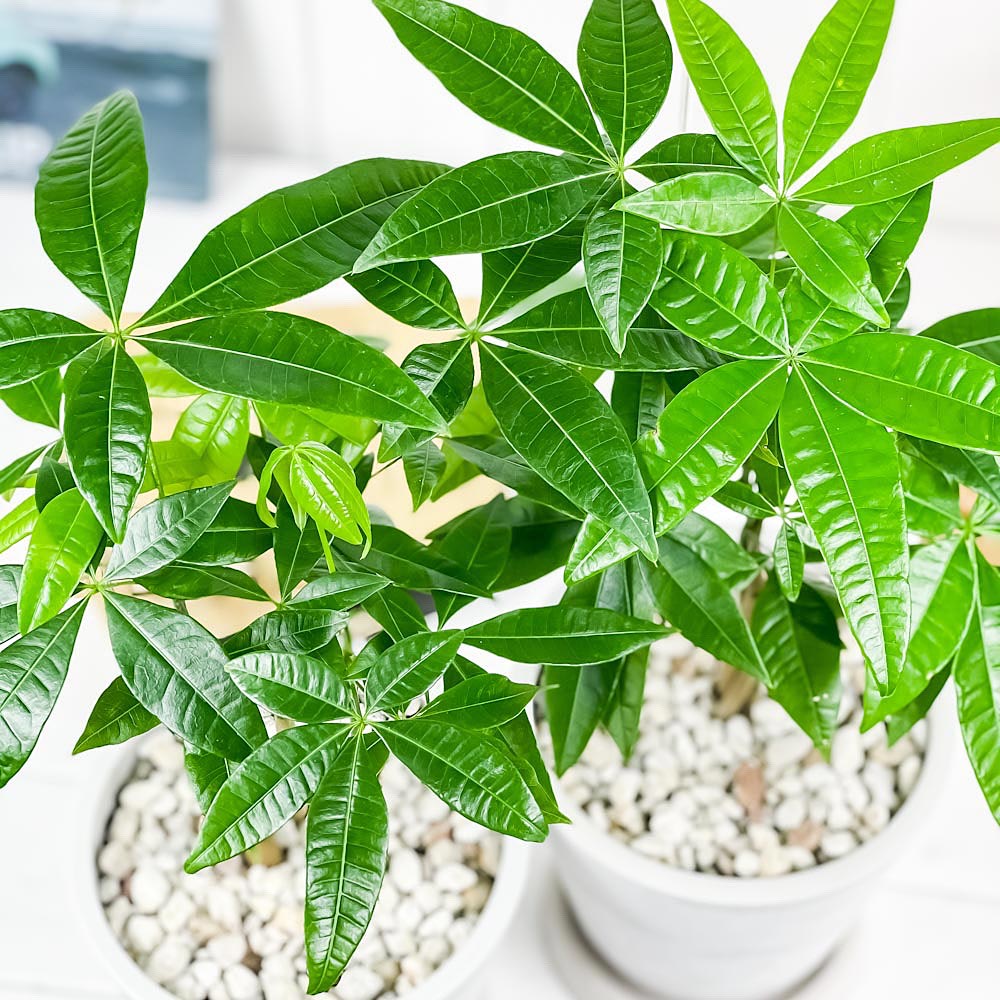 PLANCHU 観葉植物 パキラ ネジリ&ストレート 2鉢セット 5号樹脂鉢 ホワイト サスティー付き 受け皿付き 育て方説明書付き Pachira glabra 発財樹 実生