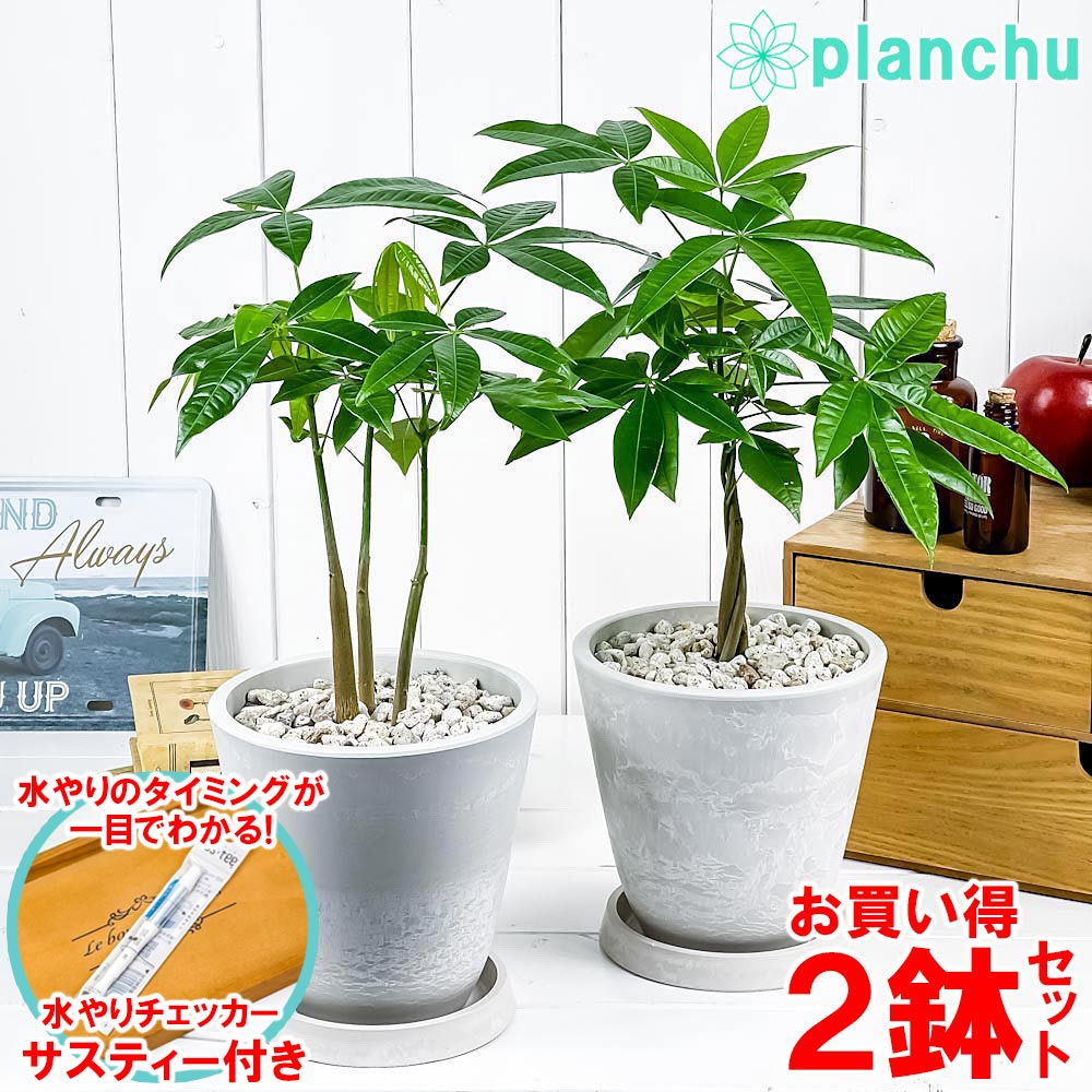 PLANCHU 観葉植物 パキラ ネジリ&ストレート 2鉢セット 5号樹脂鉢 ホワイト サスティー付き 受け皿付き 育て方説明書付き Pachira glabra 発財樹 実生