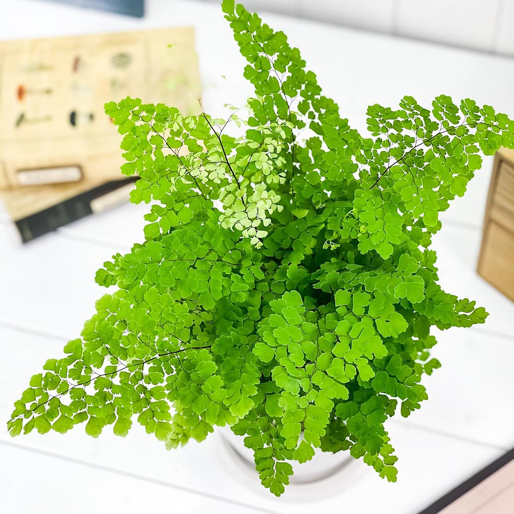 PLANCHU 観葉植物 アジアンタム フリッツルーシー 5号樹脂鉢 ホワイト サスティー付き 受け皿付き 育て方説明書付き Adiantum raddianum ‘Fritz Luthi’ シダ