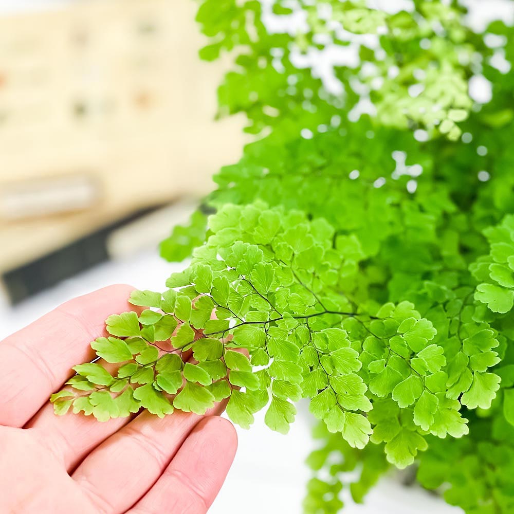 PLANCHU 観葉植物 アジアンタム フリッツルーシー 5号樹脂鉢 ホワイト サスティー付き 受け皿付き 育て方説明書付き Adiantum raddianum ‘Fritz Luthi’ シダ