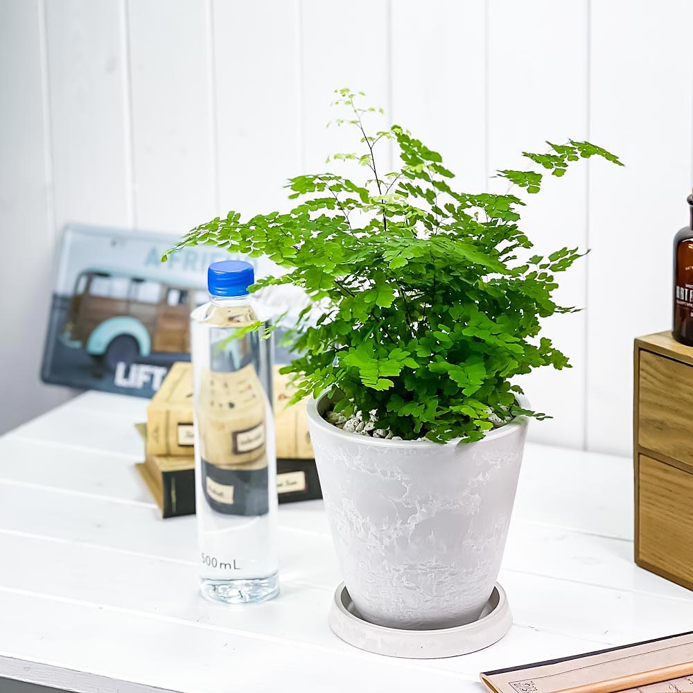 PLANCHU 観葉植物 アジアンタム フリッツルーシー 5号樹脂鉢 ホワイト サスティー付き 受け皿付き 育て方説明書付き Adiantum raddianum ‘Fritz Luthi’ シダ