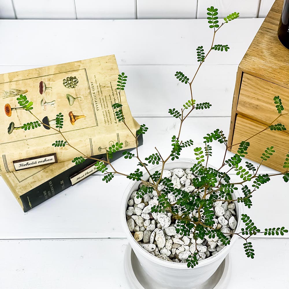 PLANCHU 観葉植物 メルヘンの木 ソフォラ リトルベイビー 4号樹脂鉢 ホワイト サスティー付き 受け皿付き 育て方説明書付き Sophora prostrata ‘Little Baby’