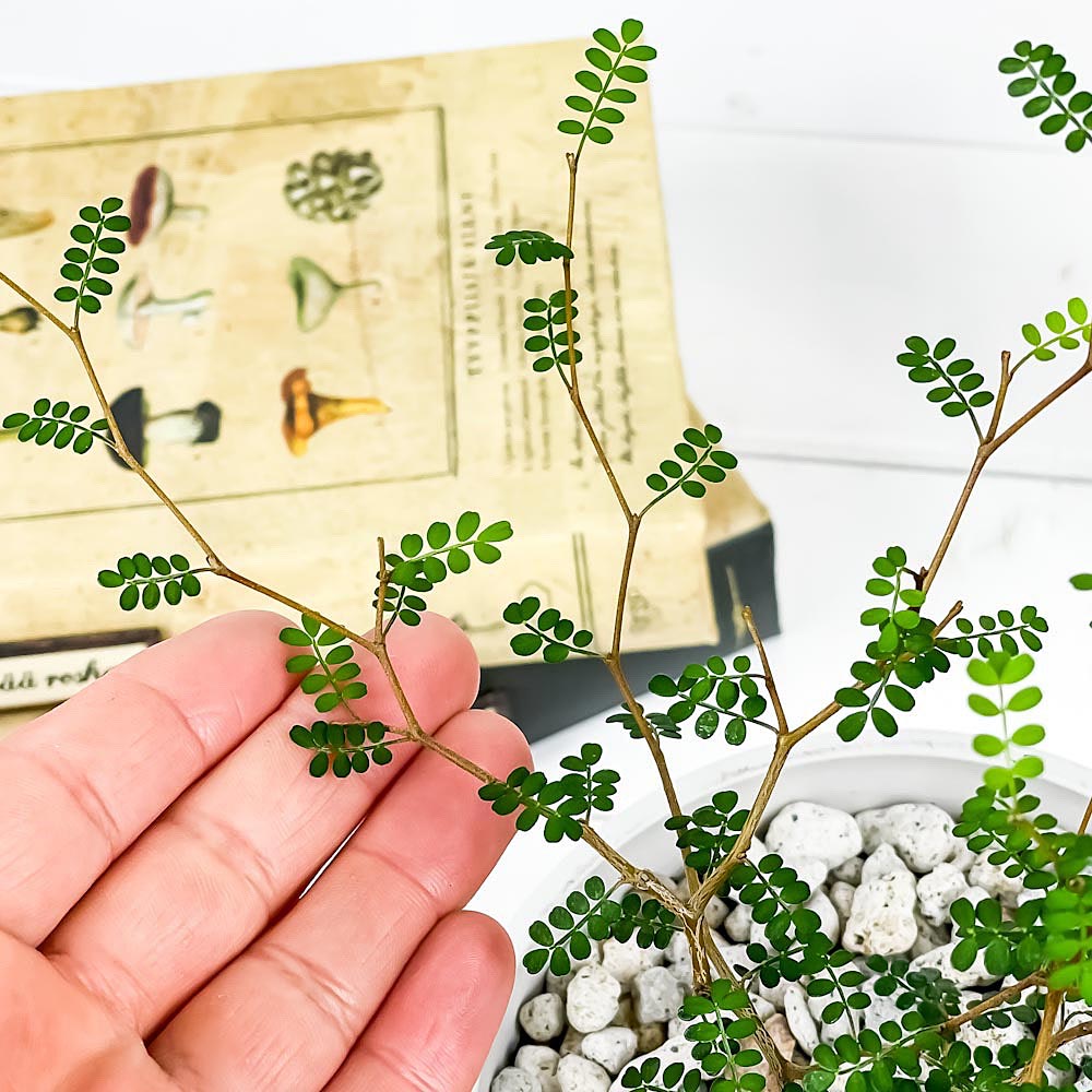 PLANCHU 観葉植物 メルヘンの木 ソフォラ リトルベイビー 4号樹脂鉢 ホワイト サスティー付き 受け皿付き 育て方説明書付き Sophora prostrata ‘Little Baby’