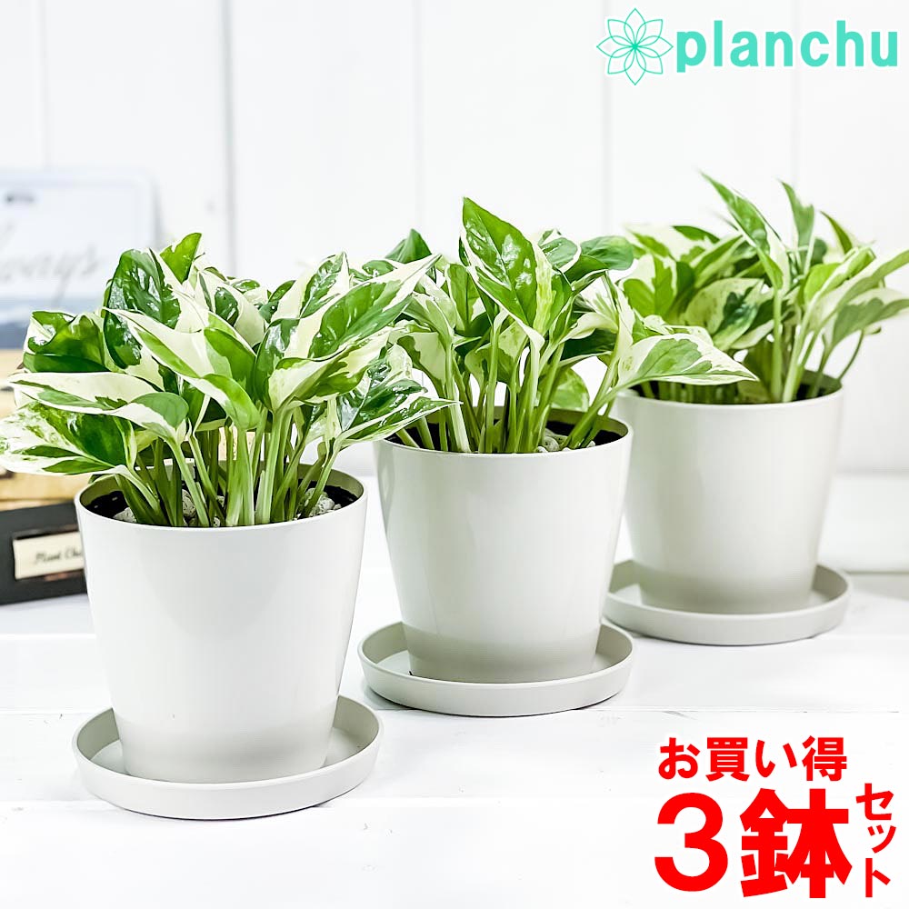 PLANCHU 観葉植物 ポトス エンジョイ 3.5号鉢 3鉢セット 受け皿付き 育て方説明書付き PVP Epipremnum aureum ‘N'Joy’ エピプレムナム アロイド