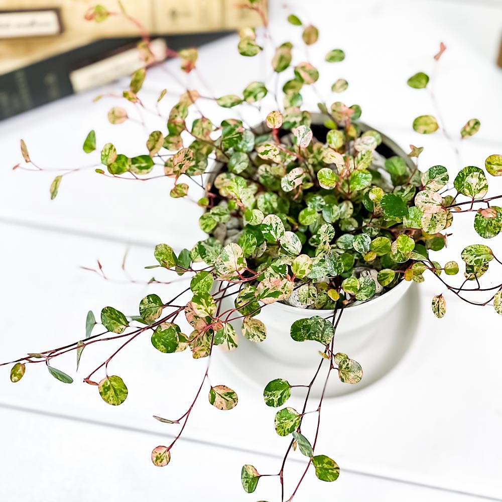 PLANCHU 観葉植物 ワイヤープランツ スポットライト 3.5号鉢 受け皿付き 育て方説明書付き Muehlenbeckia complexa ‘Spotlight’ ミューレンベッキア 斑入り