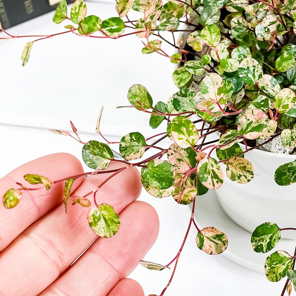 PLANCHU 観葉植物 ワイヤープランツ スポットライト 3.5号鉢 受け皿付き 育て方説明書付き Muehlenbeckia complexa ‘Spotlight’ ミューレンベッキア 斑入り