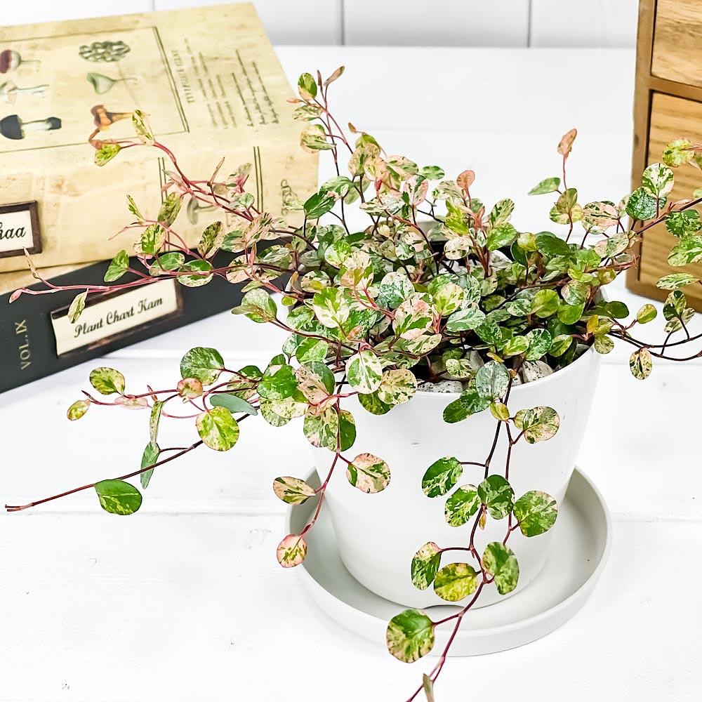 PLANCHU 観葉植物 ワイヤープランツ スポットライト 3.5号鉢 受け皿付き 育て方説明書付き Muehlenbeckia complexa ‘Spotlight’ ミューレンベッキア 斑入り
