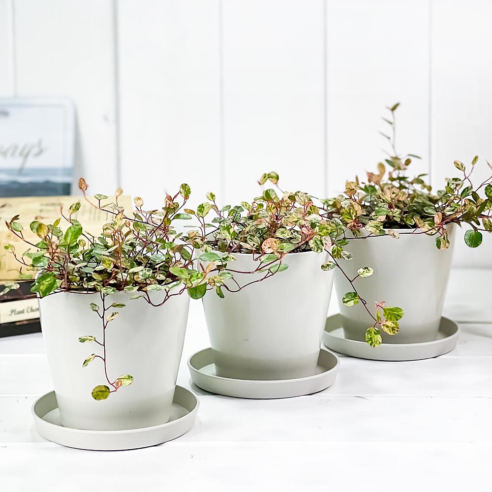 PLANCHU 観葉植物 ワイヤープランツ スポットライト 3.5号鉢 3鉢セット 受け皿付き 育て方説明書付き Muehlenbeckia ミューレンベッキア 斑入り