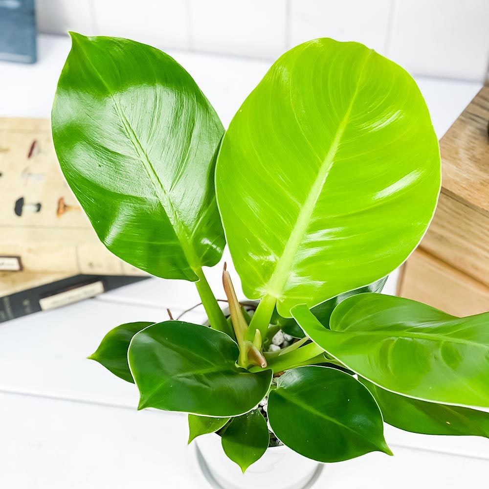 PLANCHU 観葉植物 フィロデンドロン インペリアルゴールド 4号鉢 受け皿付き 育て方説明書付き Philodendron ‘Imperial Gold’ アロイド