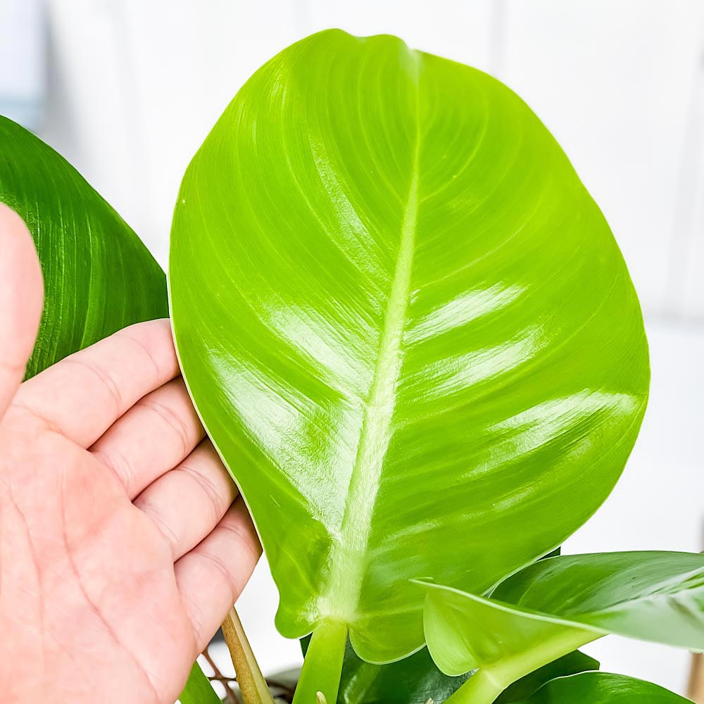 PLANCHU 観葉植物 フィロデンドロン インペリアルゴールド 4号鉢 受け皿付き 育て方説明書付き Philodendron ‘Imperial Gold’ アロイド