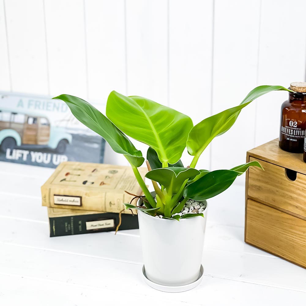 PLANCHU 観葉植物 フィロデンドロン インペリアルゴールド 4号鉢 受け皿付き 育て方説明書付き Philodendron ‘Imperial Gold’ アロイド
