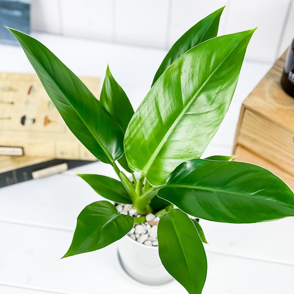 PLANCHU 観葉植物 フィロデンドロン インペリアルグリーン 4号鉢 受け皿付き 育て方説明書付き Philodendron ‘Imperial Green’ アロイド