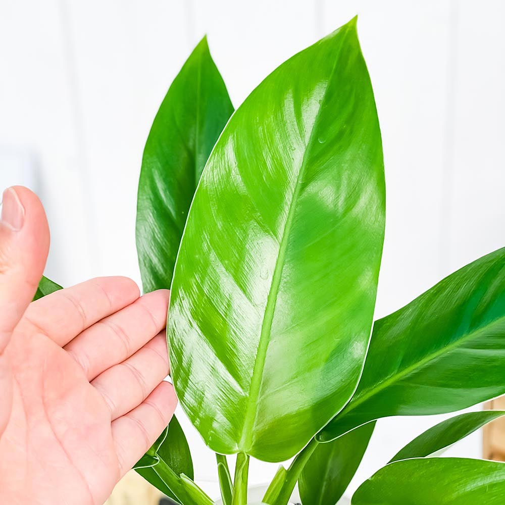 PLANCHU 観葉植物 フィロデンドロン インペリアルグリーン 4号鉢 受け皿付き 育て方説明書付き Philodendron ‘Imperial Green’ アロイド