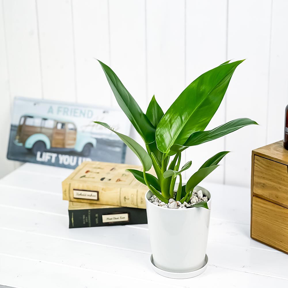 PLANCHU 観葉植物 フィロデンドロン インペリアルグリーン 4号鉢 受け皿付き 育て方説明書付き Philodendron ‘Imperial Green’ アロイド
