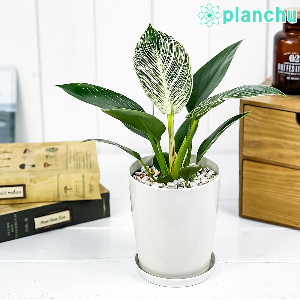 PLANCHU 観葉植物 フィロデンドロン バーキン 4号鉢 受け皿付き 育て方