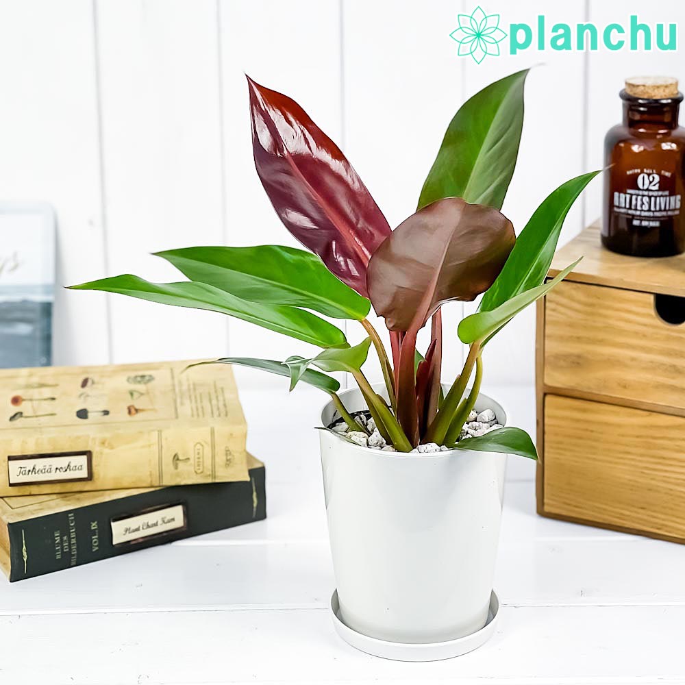 PLANCHU 観葉植物 フィロデンドロン サンレッド 4号鉢 受け皿付き 育て方説明書付き Philodendron ‘Sun Red’ アロイド