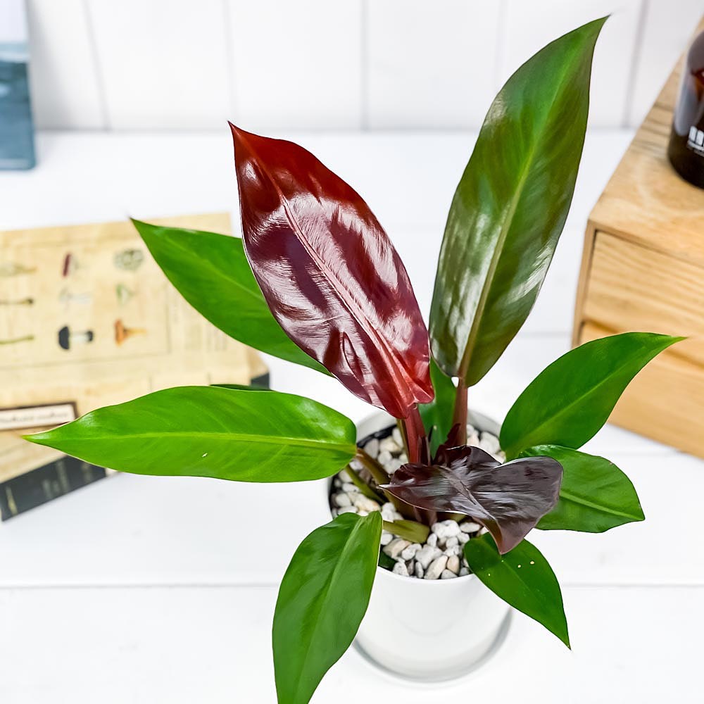 PLANCHU 観葉植物 フィロデンドロン サンレッド 4号鉢 受け皿付き 育て方説明書付き Philodendron ‘Sun Red’ アロイド