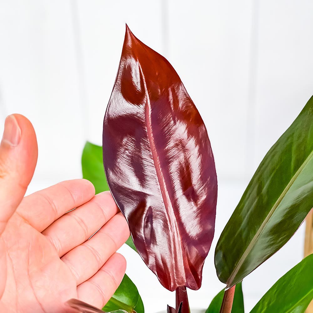 PLANCHU 観葉植物 フィロデンドロン サンレッド 4号鉢 受け皿付き 育て方説明書付き Philodendron ‘Sun Red’ アロイド