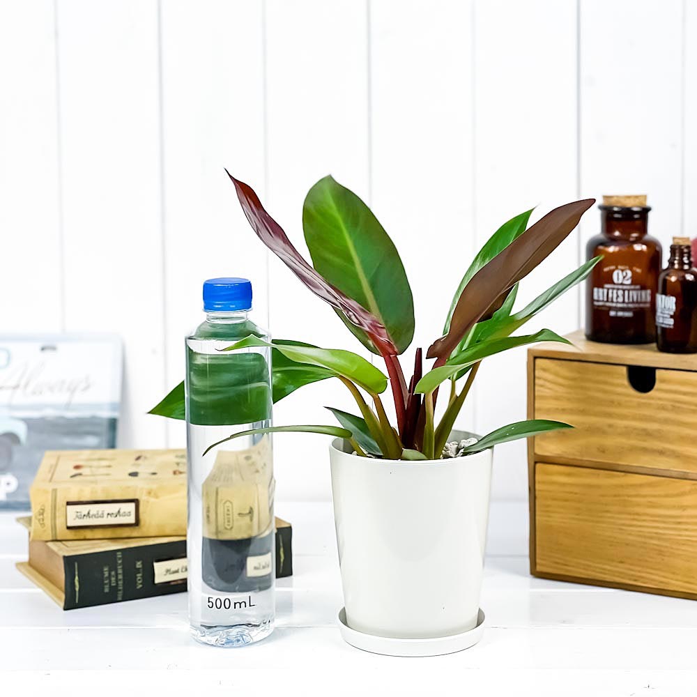 PLANCHU 観葉植物 フィロデンドロン サンレッド 4号鉢 受け皿付き 育て方説明書付き Philodendron ‘Sun Red’ アロイド