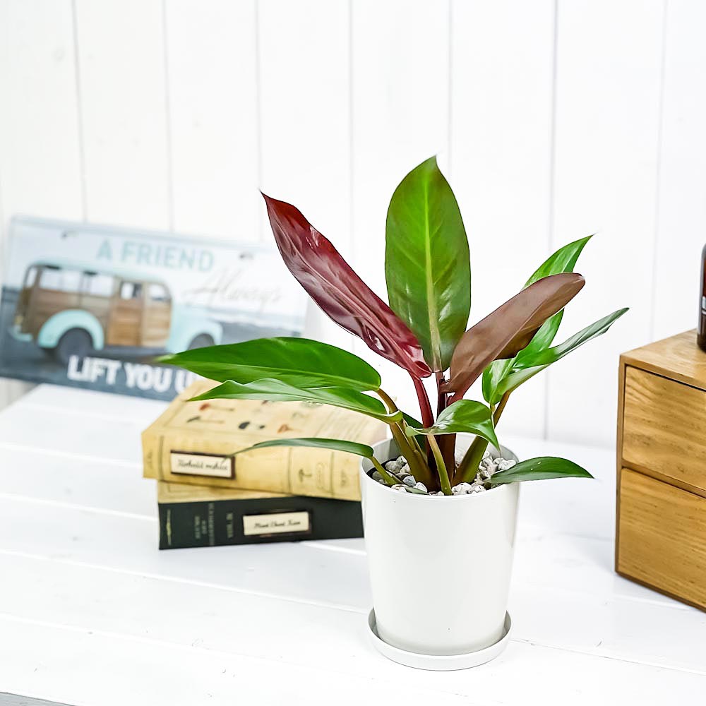 PLANCHU 観葉植物 フィロデンドロン サンレッド 4号鉢 受け皿付き 育て方説明書付き Philodendron ‘Sun Red’ アロイド