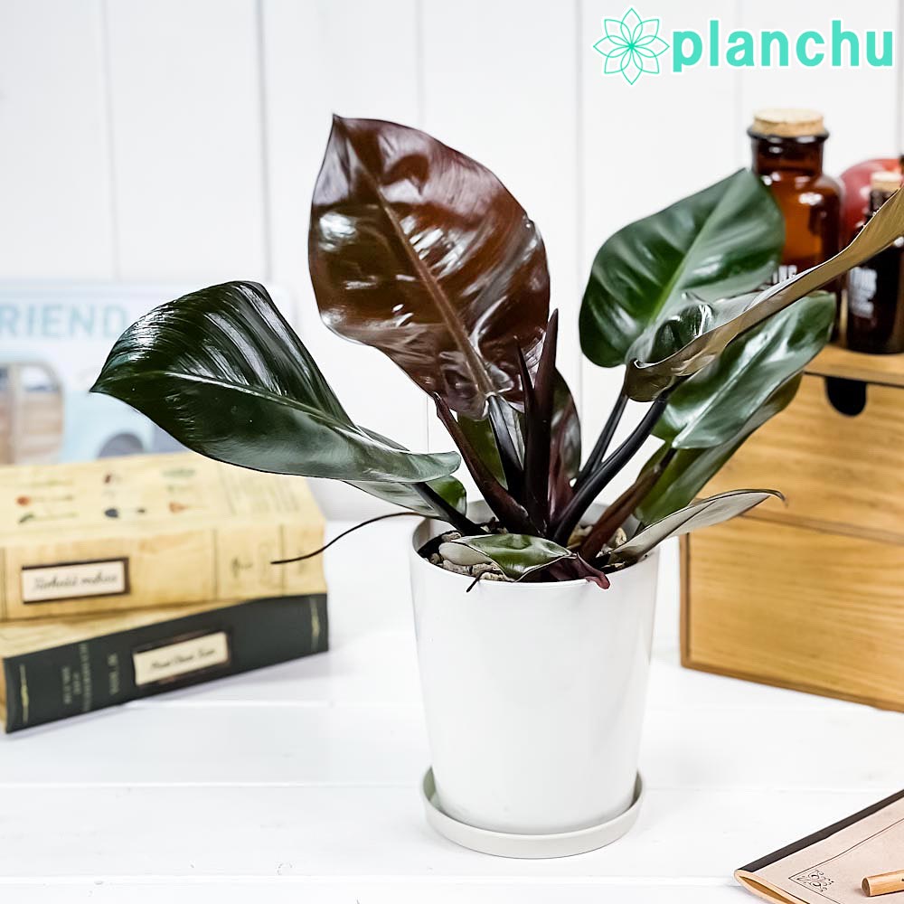 PLANCHU 観葉植物 フィロデンドロン ブラックカーディナル 4号鉢 受け皿付き 育て方説明書付き Philodendron ‘Black Cardinal’ アロイド