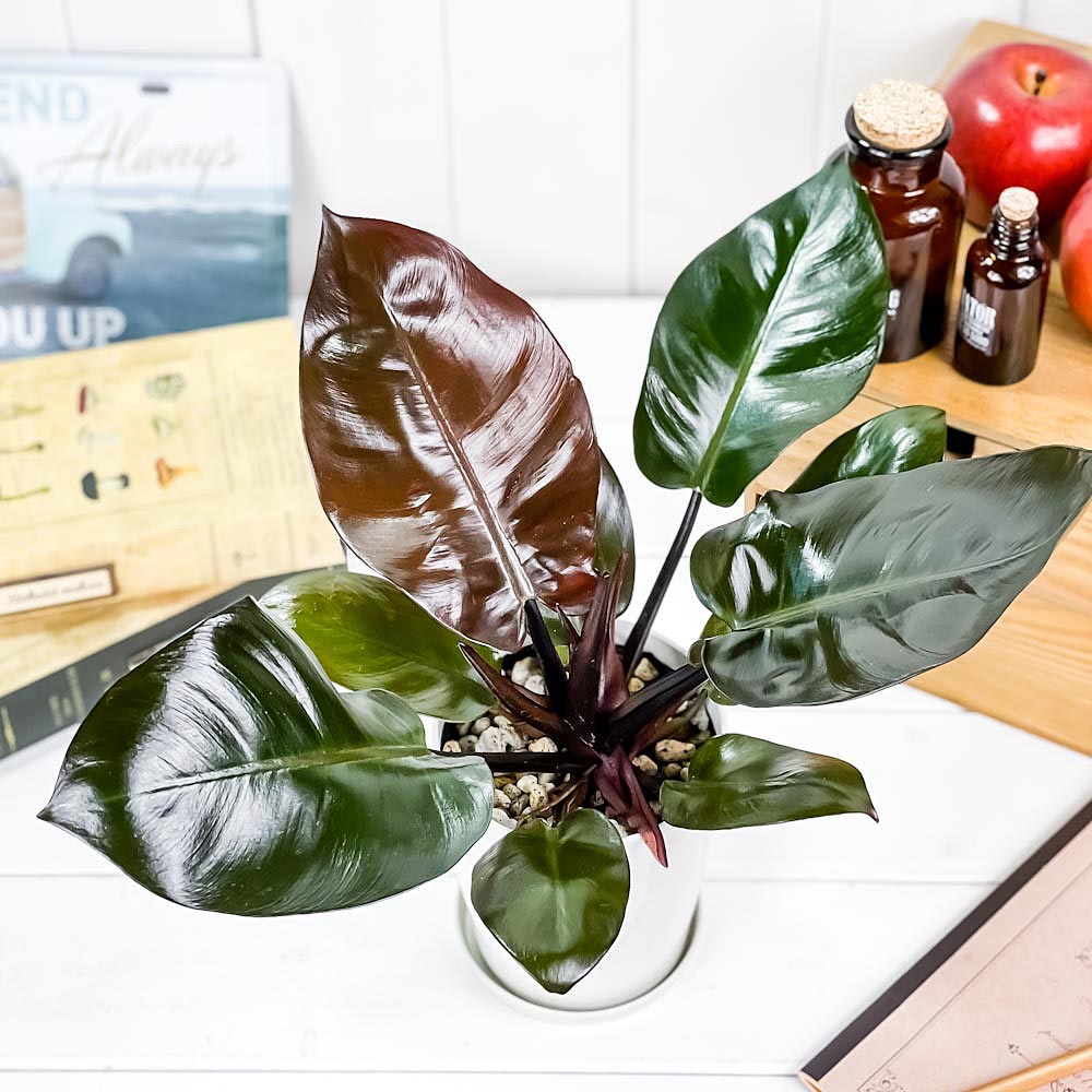 PLANCHU 観葉植物 フィロデンドロン ブラックカーディナル 4号鉢 受け皿付き 育て方説明書付き Philodendron ‘Black Cardinal’ アロイド