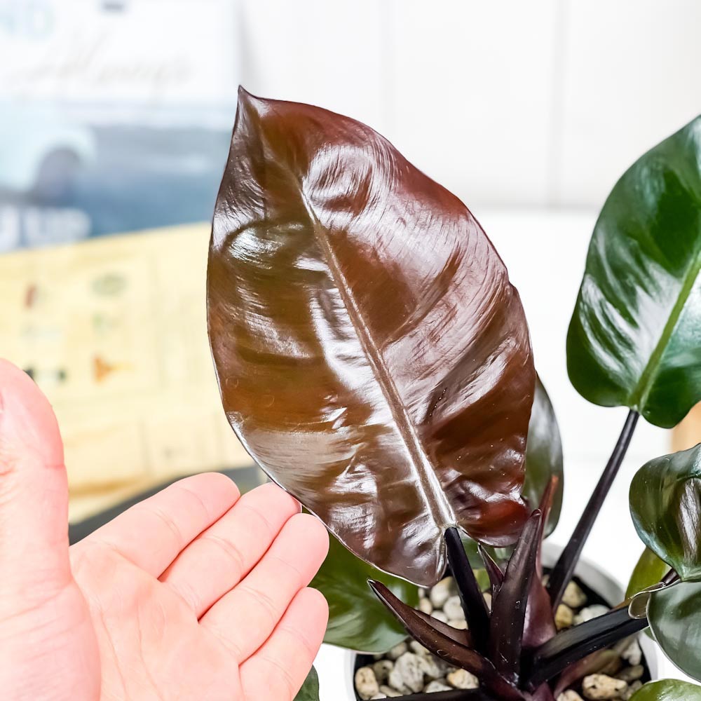 PLANCHU 観葉植物 フィロデンドロン ブラックカーディナル 4号鉢 受け皿付き 育て方説明書付き Philodendron ‘Black Cardinal’ アロイド