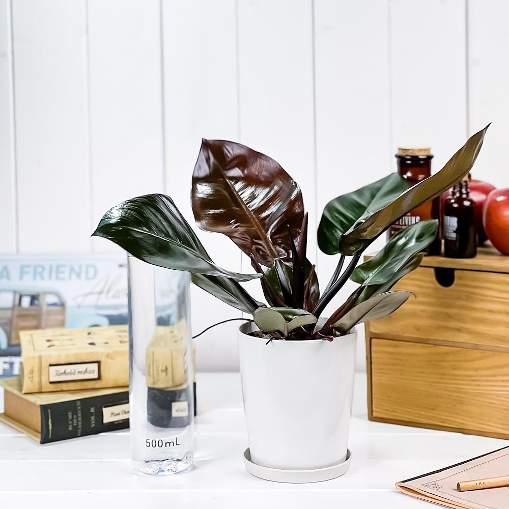 PLANCHU 観葉植物 フィロデンドロン ブラックカーディナル 4号鉢 受け皿付き 育て方説明書付き Philodendron ‘Black Cardinal’ アロイド