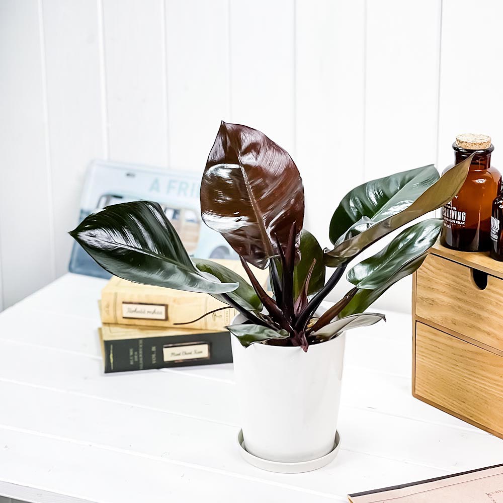 PLANCHU 観葉植物 フィロデンドロン ブラックカーディナル 4号鉢 受け皿付き 育て方説明書付き Philodendron ‘Black Cardinal’ アロイド