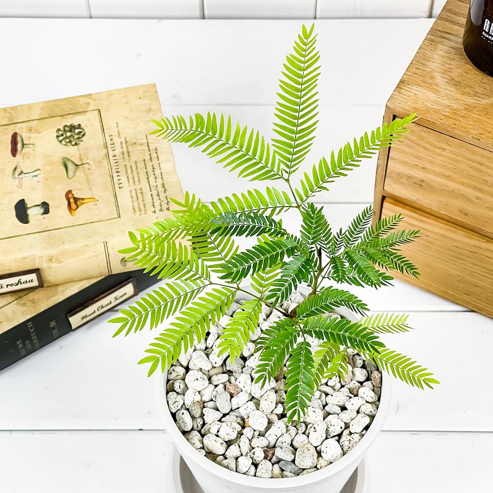 PLANCHU 観葉植物 エバーフレッシュ 4号樹脂鉢 ホワイト サスティー付き 受け皿付き 育て方説明書付き Cojoba arborea var. angustifolia ネムノキ