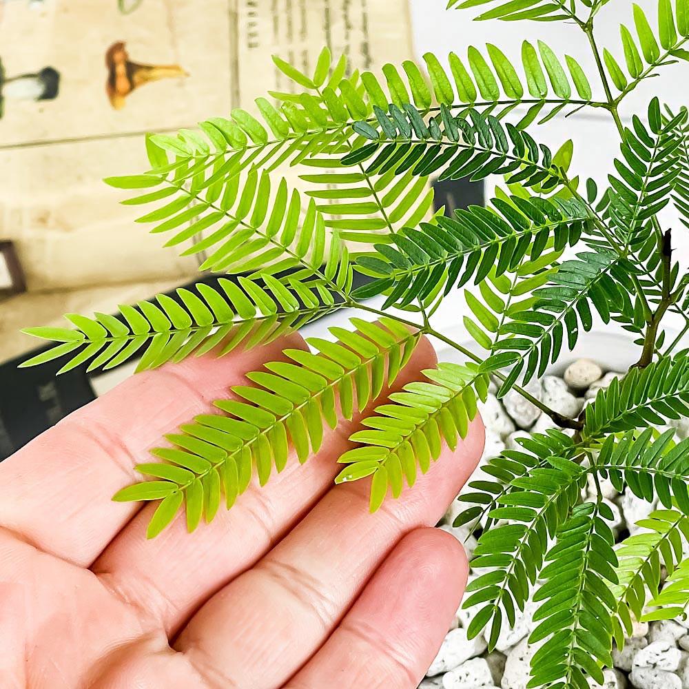 PLANCHU 観葉植物 エバーフレッシュ 4号樹脂鉢 ホワイト サスティー付き 受け皿付き 育て方説明書付き Cojoba arborea var. angustifolia ネムノキ