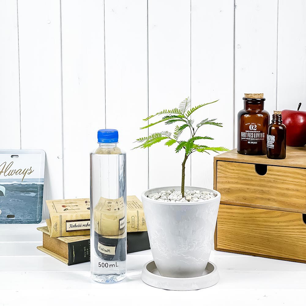 PLANCHU 観葉植物 エバーフレッシュ 4号樹脂鉢 ホワイト サスティー付き 受け皿付き 育て方説明書付き Cojoba arborea var. angustifolia ネムノキ