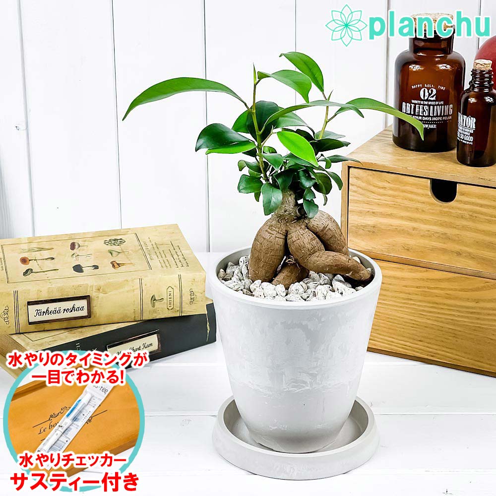 PLANCHU 観葉植物 ガジュマル 4号樹脂鉢 ホワイト サスティー付き 受け皿付き 育て方説明書付き Ficus microcarpa フィカス ミクロカルパ 精霊の宿る木