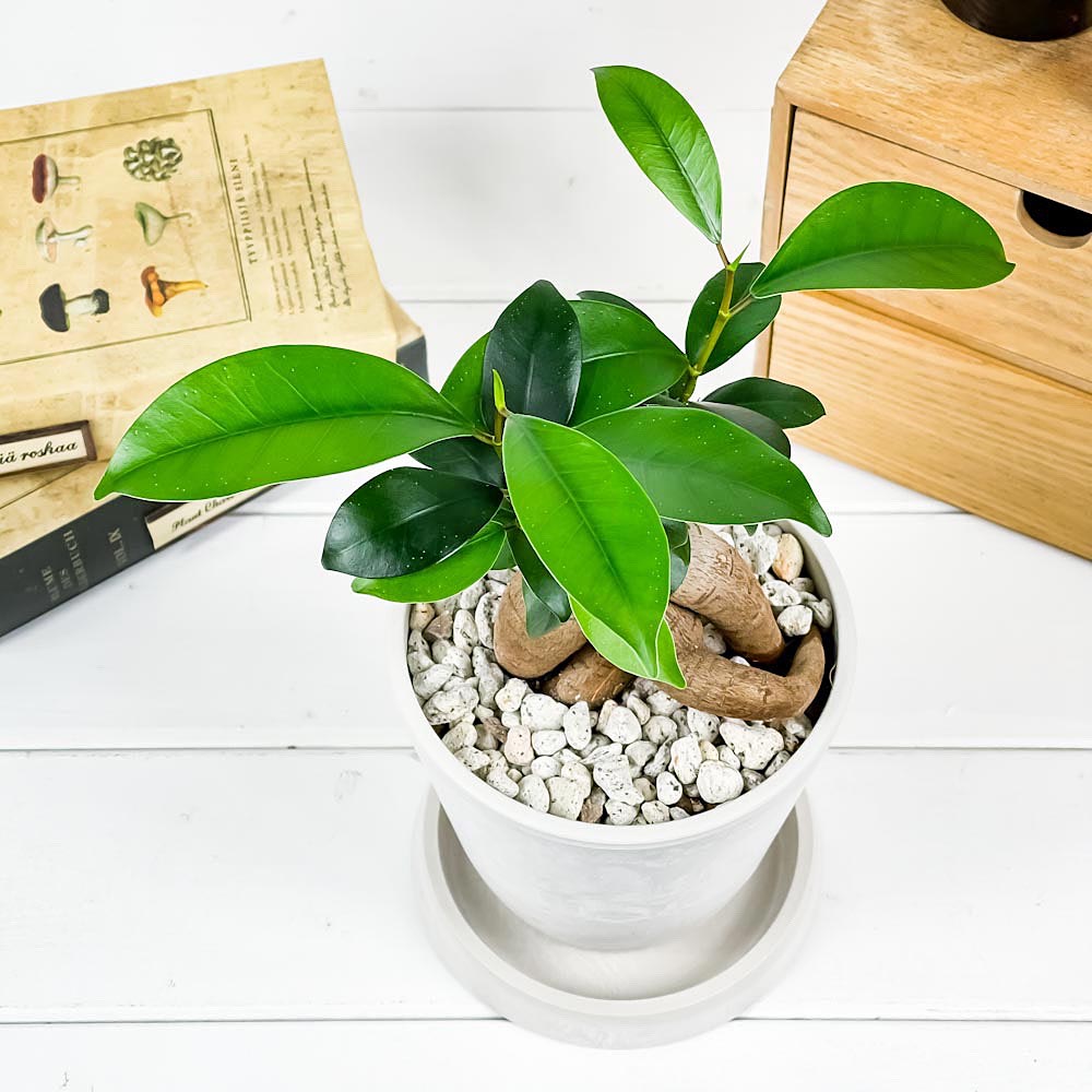 PLANCHU 観葉植物 ガジュマル 4号樹脂鉢 ホワイト サスティー付き 受け皿付き 育て方説明書付き Ficus microcarpa フィカス ミクロカルパ 精霊の宿る木