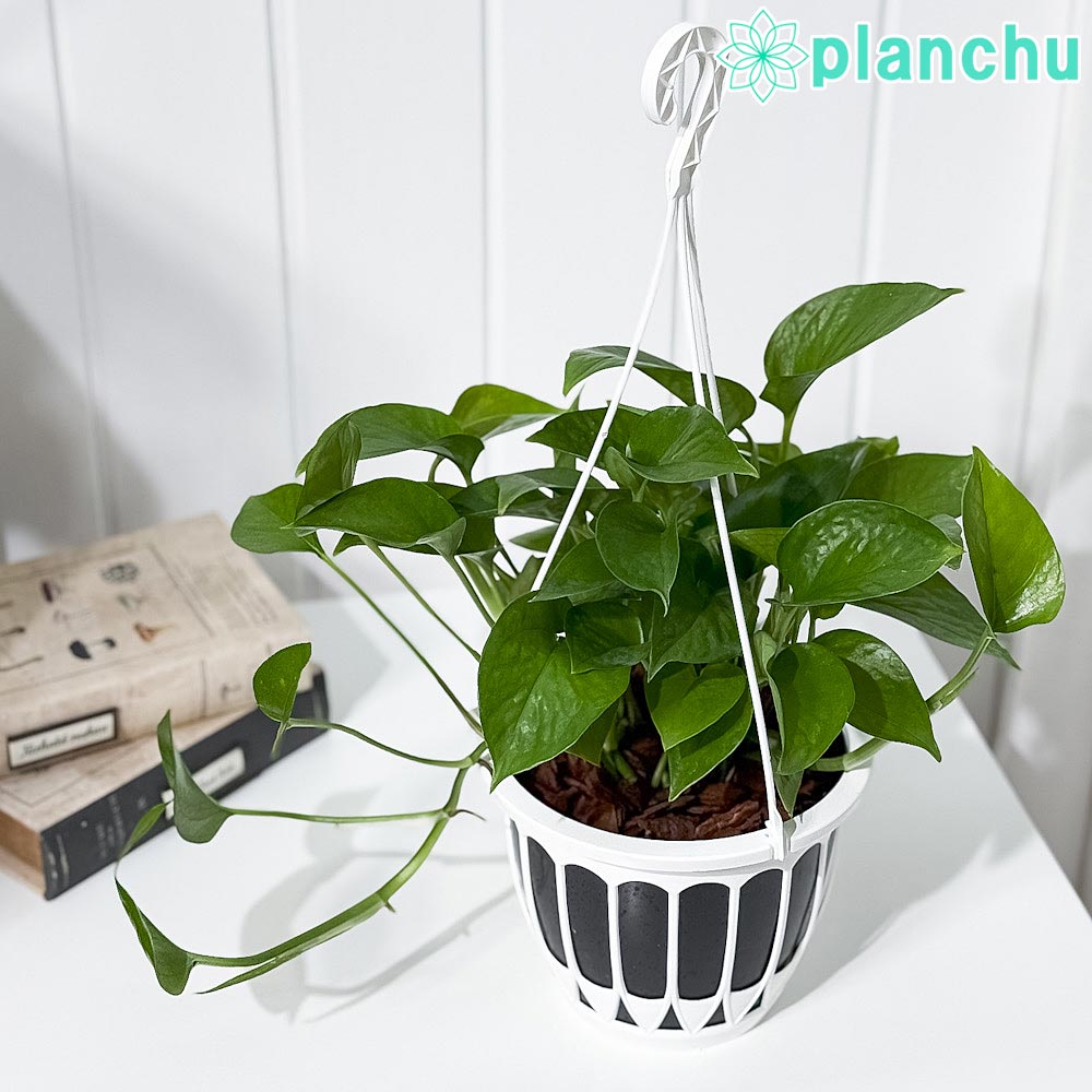 PLANCHU 観葉植物 ポトス パーフェクトグリーン 5号吊り鉢 育て方説明書付き Epipremnum aureum ‘Perfect Green’ エピプレムナム アロイド
