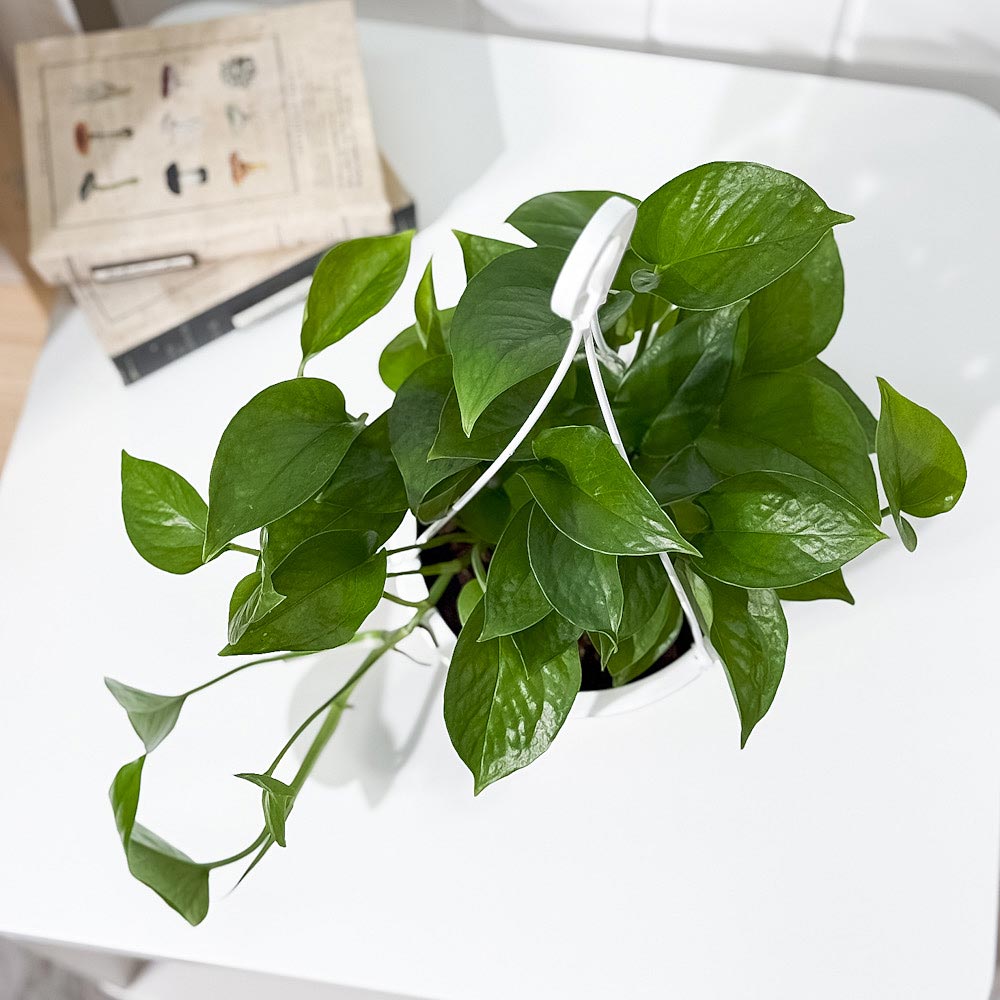 PLANCHU 観葉植物 ポトス パーフェクトグリーン 5号吊り鉢 育て方説明書付き Epipremnum aureum ‘Perfect Green’ エピプレムナム アロイド