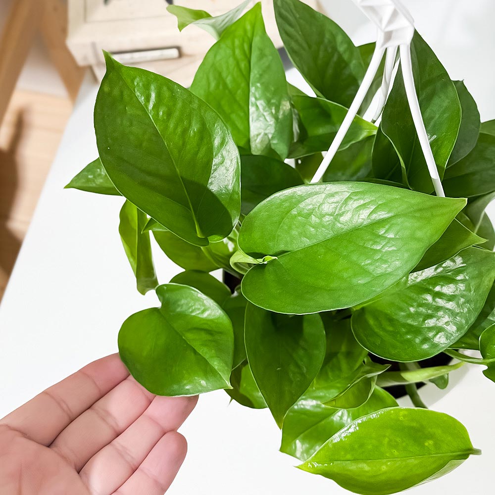 PLANCHU 観葉植物 ポトス パーフェクトグリーン 5号吊り鉢 育て方説明書付き Epipremnum aureum ‘Perfect Green’ エピプレムナム アロイド