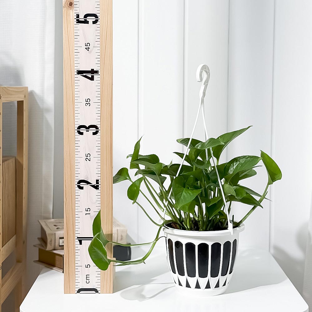 PLANCHU 観葉植物 ポトス パーフェクトグリーン 5号吊り鉢 育て方説明書付き Epipremnum aureum ‘Perfect Green’ エピプレムナム アロイド