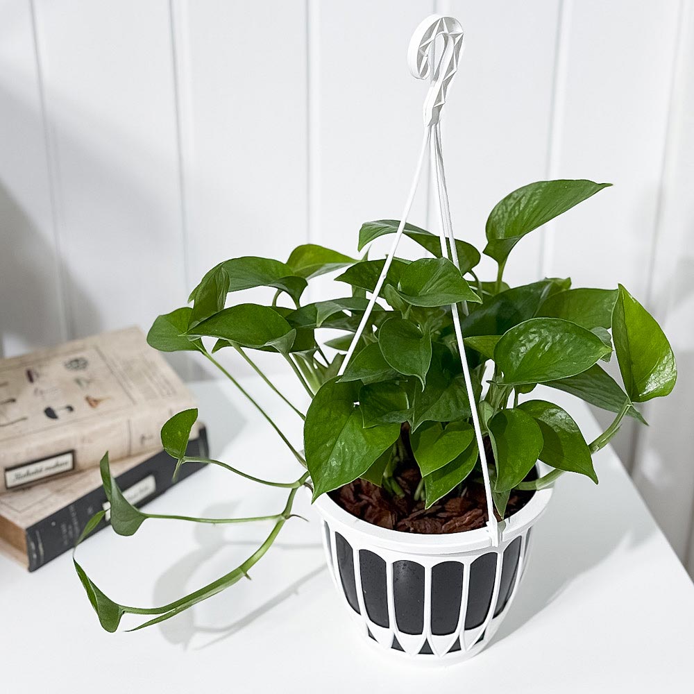 PLANCHU 観葉植物 ポトス パーフェクトグリーン 5号吊り鉢 育て方説明書付き Epipremnum aureum ‘Perfect Green’ エピプレムナム アロイド