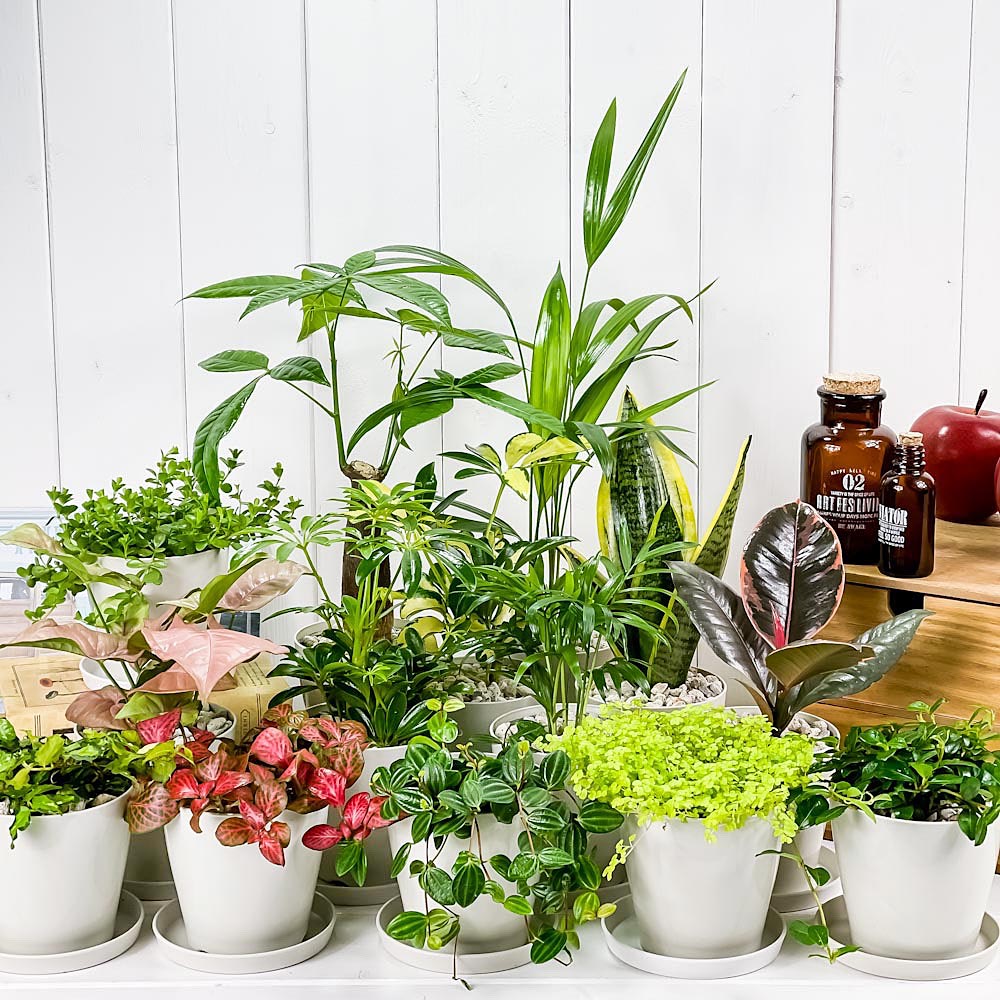 PLANCHU 観葉植物 お試しミニ観葉 5種セット 品種おまかせ 3.5号鉢 受け皿付き 育て方説明書付き