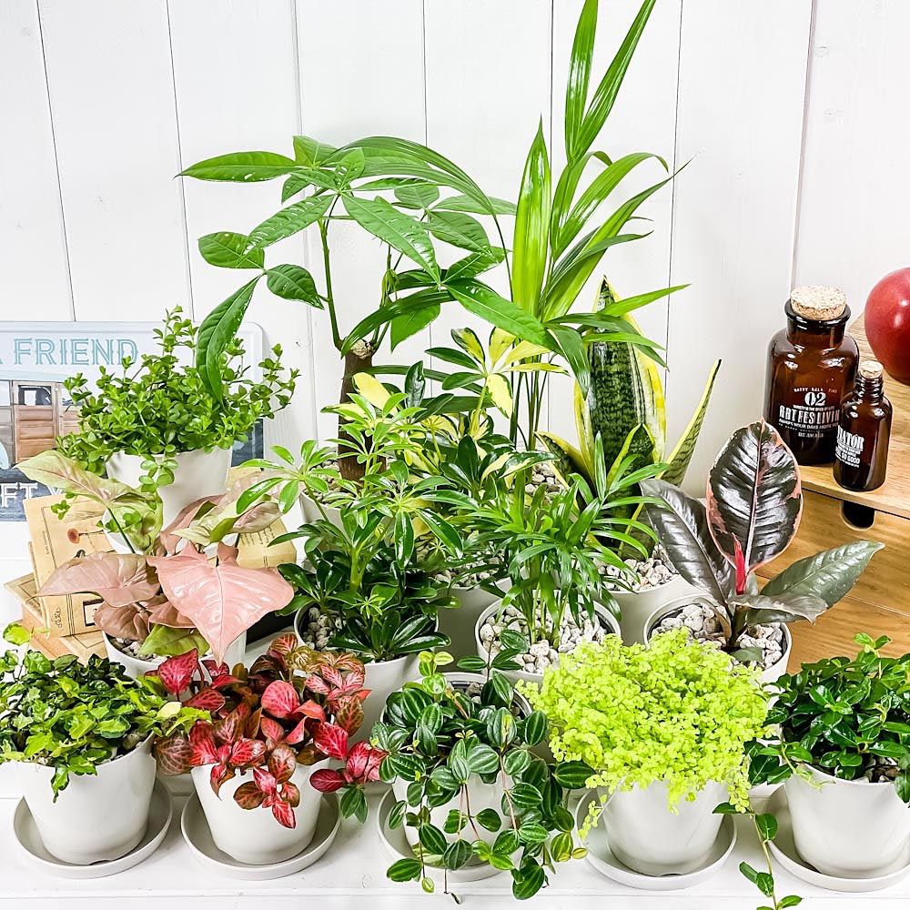 PLANCHU 観葉植物 お試しミニ観葉 10種セット 品種おまかせ 3.5号鉢 受け皿付き 育て方説明書付き